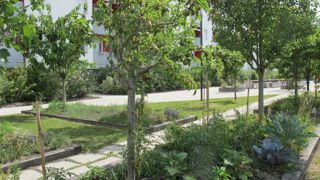 Le livre “Arbres en milieu urbain : guide de mise en œuvre” se penche sur les conditions et facteurs favorables à l’utilisation de l’arbre dans les aménagements urbains. ©Pascal Fayolle